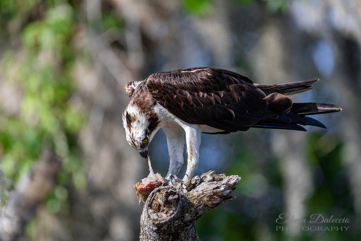 IMAGE: http://s152588970.onlinehome.us/PiCs/2019/Birding/Circle%20B%20April%2030/DL5A1708.jpg