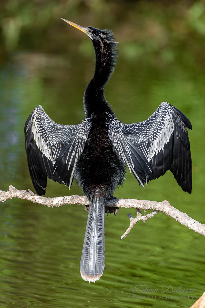 IMAGE: http://s152588970.onlinehome.us/PiCs/2019/Birding/Circle%20B%20April%2030/DL5A1848.jpg