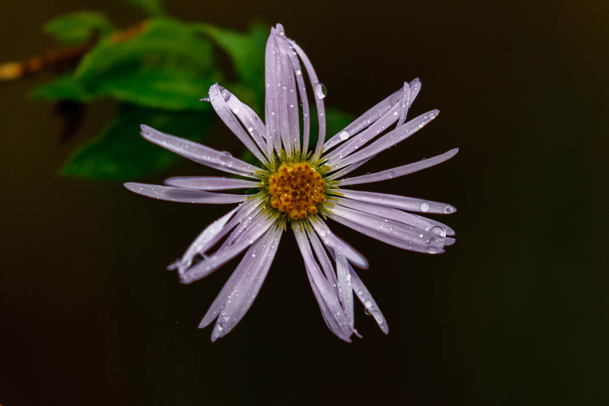 IMAGE: http://s152588970.onlinehome.us/PiCs/2019/Birding/Circle%20B%20December%2018/677A1088-Edit.jpg