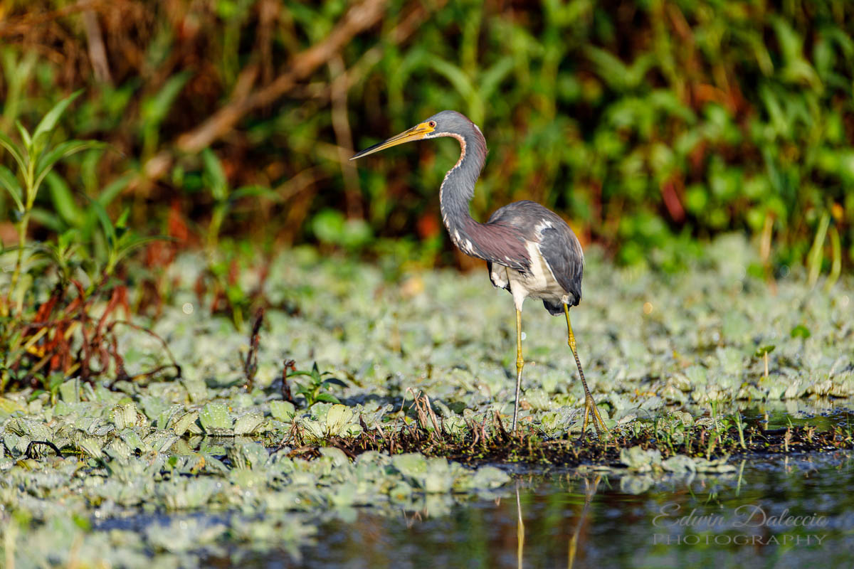 IMAGE: http://s152588970.onlinehome.us/PiCs/2019/Birding/Circle%20B%20July%2017/DL5A2270.jpg