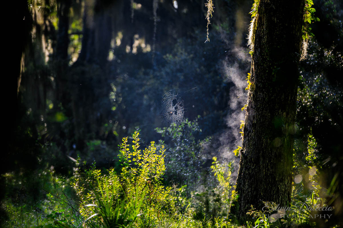 IMAGE: http://s152588970.onlinehome.us/PiCs/2019/Birding/Circle%20B%20July%2017/DL5A2290.jpg