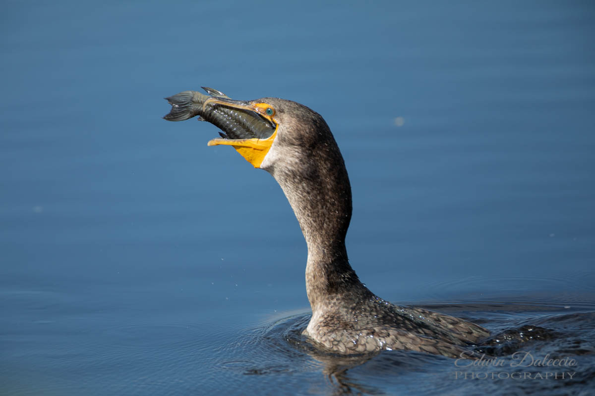 IMAGE: http://s152588970.onlinehome.us/PiCs/2019/Birding/Circle%20B%20March%2025/DL5A0783.jpg