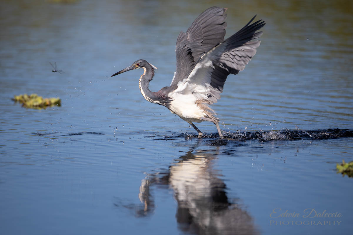 IMAGE: http://s152588970.onlinehome.us/PiCs/2019/Birding/Circle%20B%20March%2031/DL5A1051.jpg