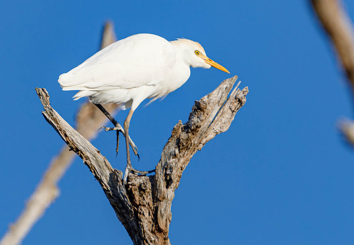 IMAGE: http://s152588970.onlinehome.us/PiCs/2019/Birding/Circle%20B%20Nov%2030/DL5A3440-Edit.jpg