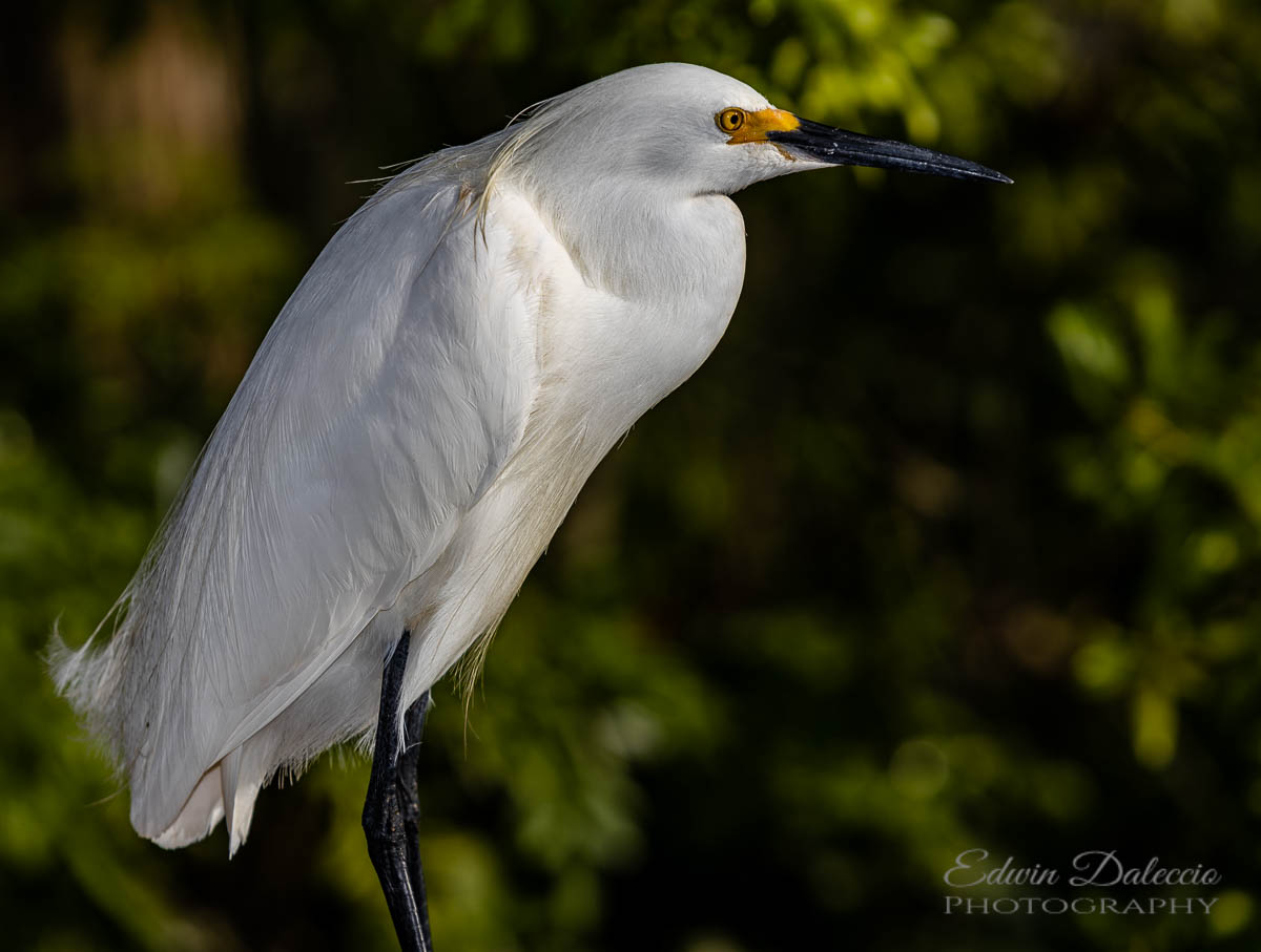IMAGE: http://s152588970.onlinehome.us/PiCs/2019/Birding/Gatorland%20May%204/677A0682.jpg
