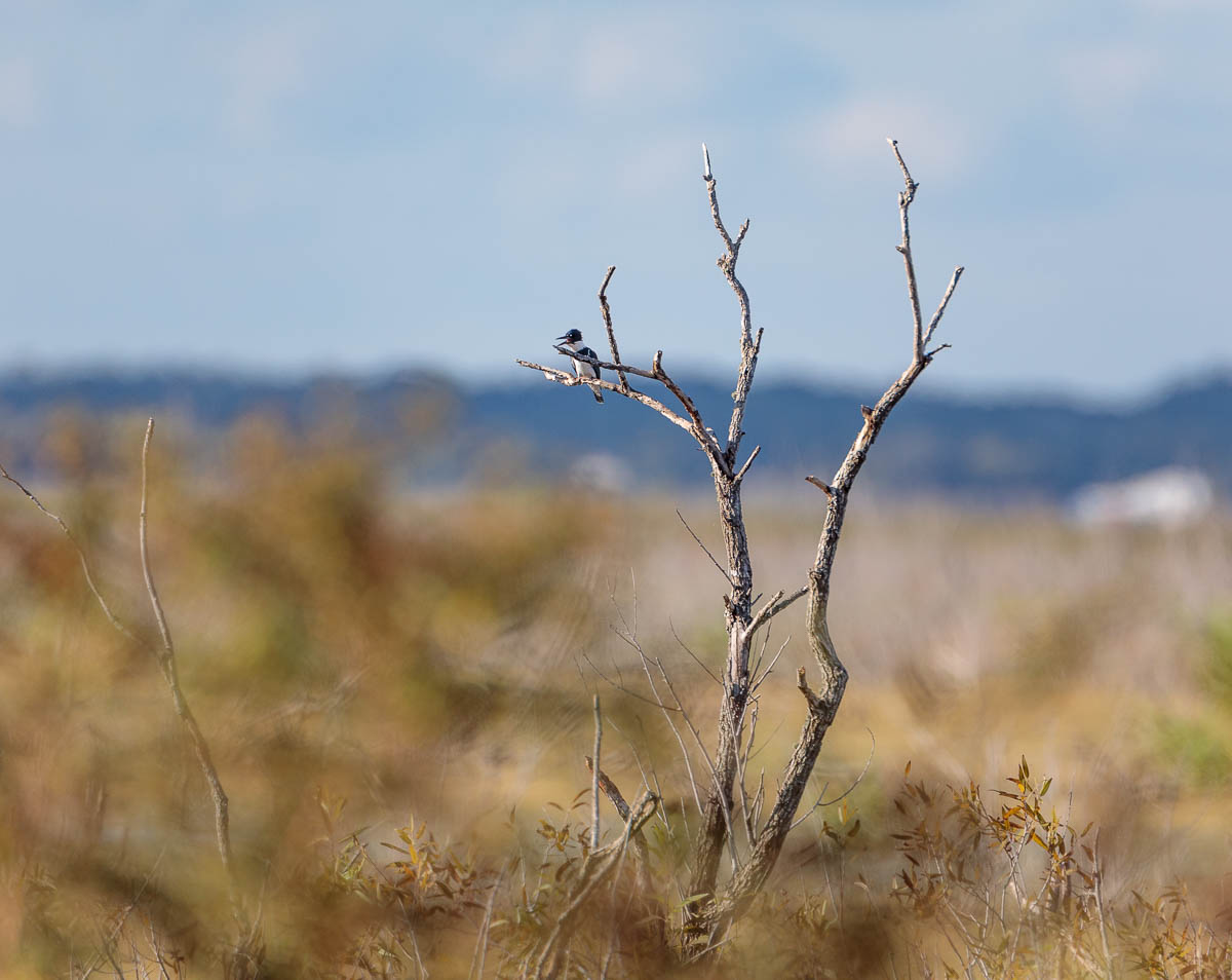 IMAGE: http://s152588970.onlinehome.us/PiCs/2019/Birding/Lake%20Apodka%20October%2013/DL5A2601.jpg