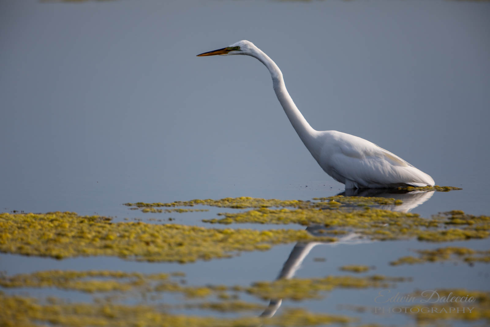 IMAGE: http://s152588970.onlinehome.us/PiCs/2019/Birding/Orlando%20Wetlands%20April%2013/DL5A1150.jpg