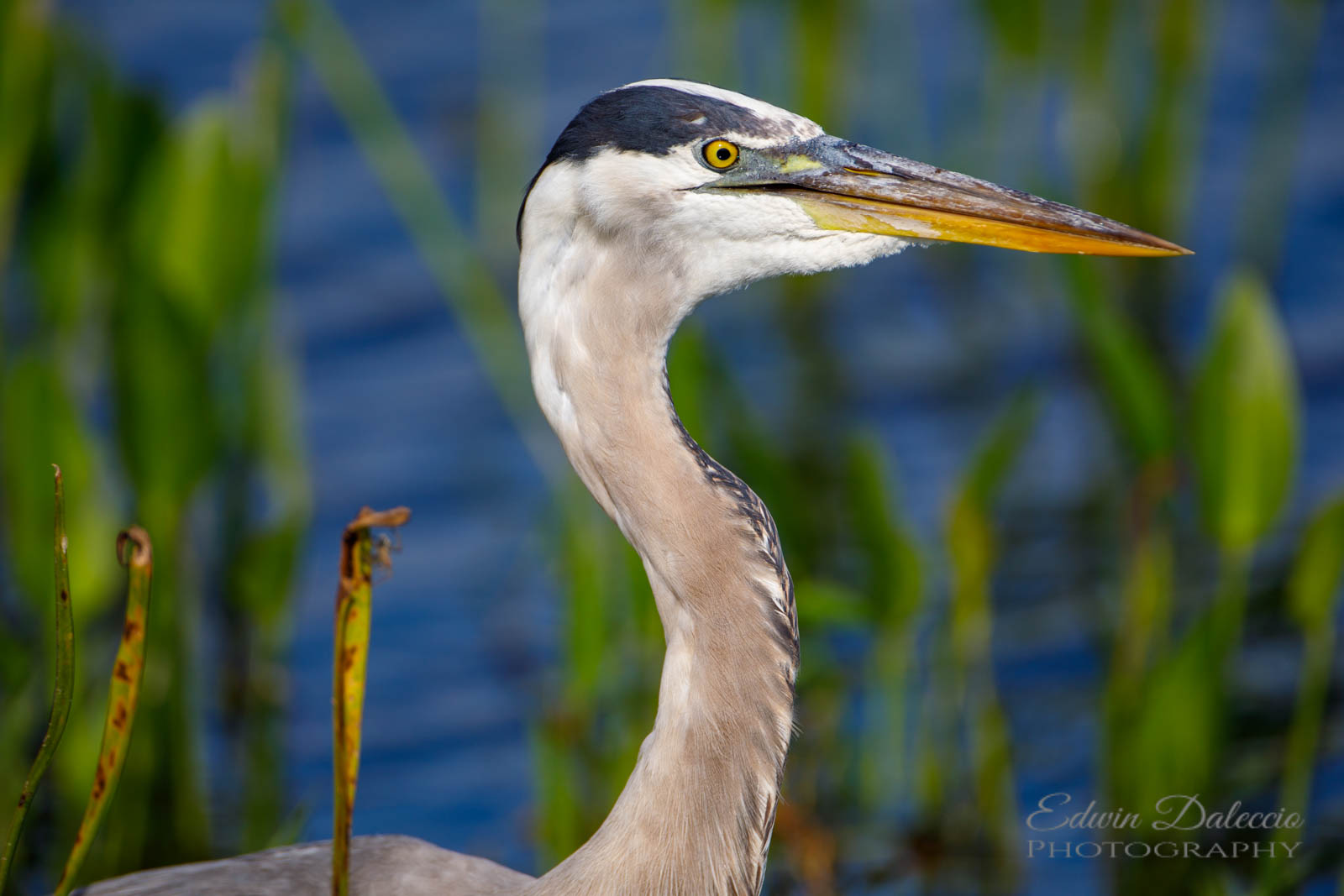 IMAGE: http://s152588970.onlinehome.us/PiCs/2019/Birding/Orlando%20Wetlands%20April%2013/DL5A1308.jpg