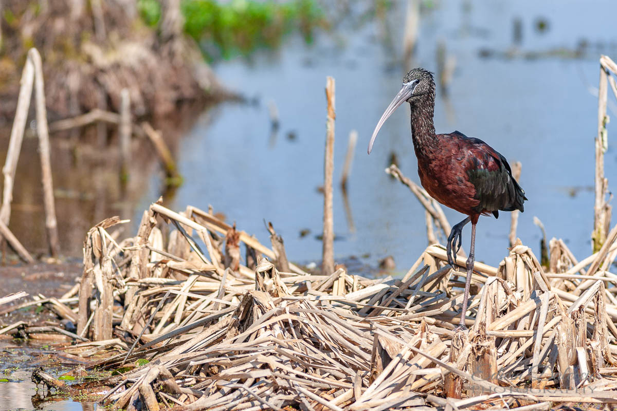 IMAGE: http://s152588970.onlinehome.us/PiCs/2019/Birding/Orlando%20Wetlands%20Feb%2017/1D3_0475.jpg