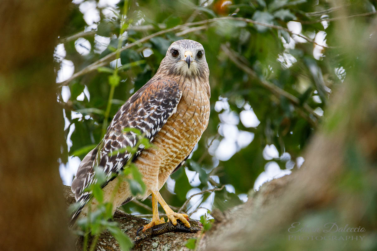 IMAGE: http://s152588970.onlinehome.us/PiCs/2019/Birding/Sawgrass/DL5A2527.jpg