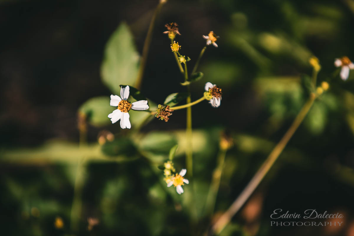 IMAGE: http://s152588970.onlinehome.us/PiCs/2019/Floral/Circle%20B%20April%2030/677A0593.jpg