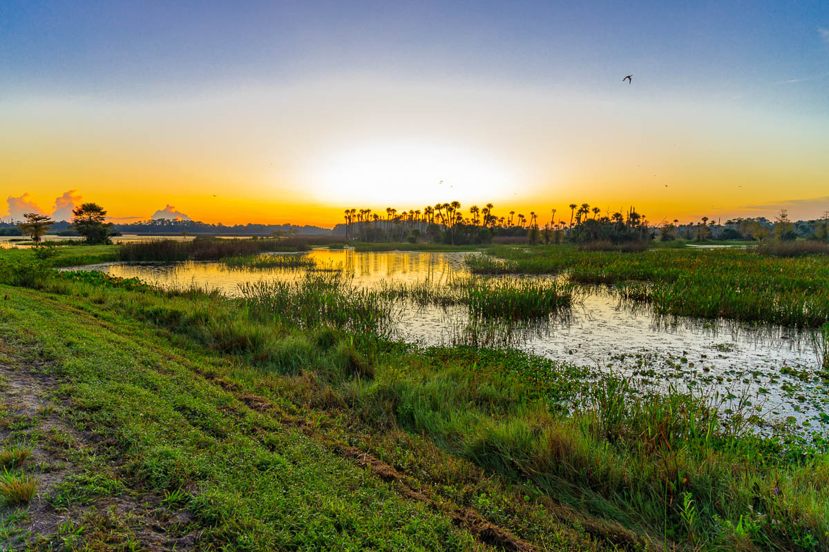 IMAGE: http://s152588970.onlinehome.us/PiCs/2019/Landscape/Orlando%20Wetlands%20October%2027/677A1036.jpg