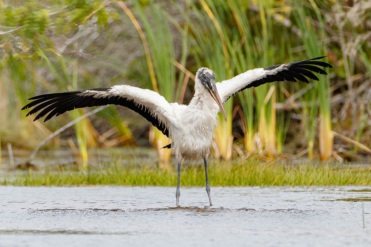 IMAGE: http://s152588970.onlinehome.us/PiCs/2020/Birding/Circle%20B%20Jan%2025/5C5A9647-Edit.jpg