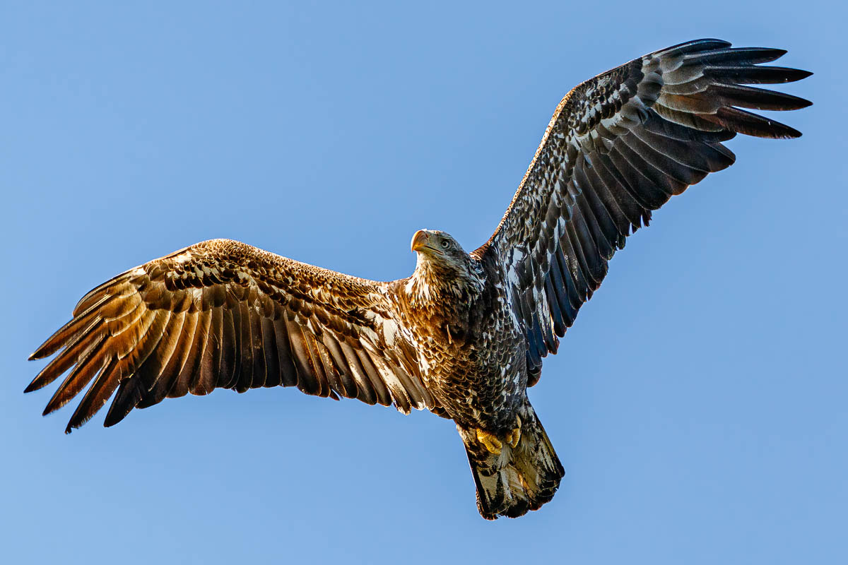 IMAGE: http://s152588970.onlinehome.us/PiCs/2020/Birding/Circle%20B%20Jan%2025/5C5A9697-Edit.jpg