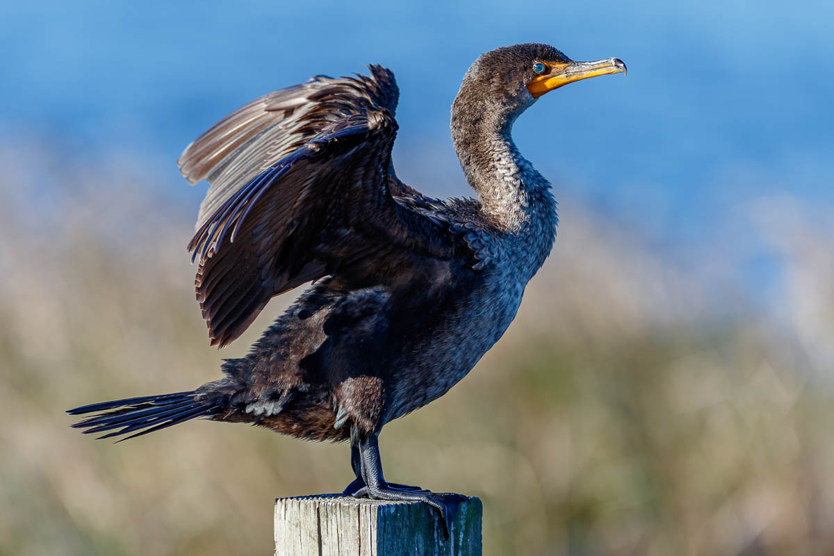 IMAGE: http://s152588970.onlinehome.us/PiCs/2020/Birding/Circle%20B%20Jan%2025/5C5A9737-Edit.jpg