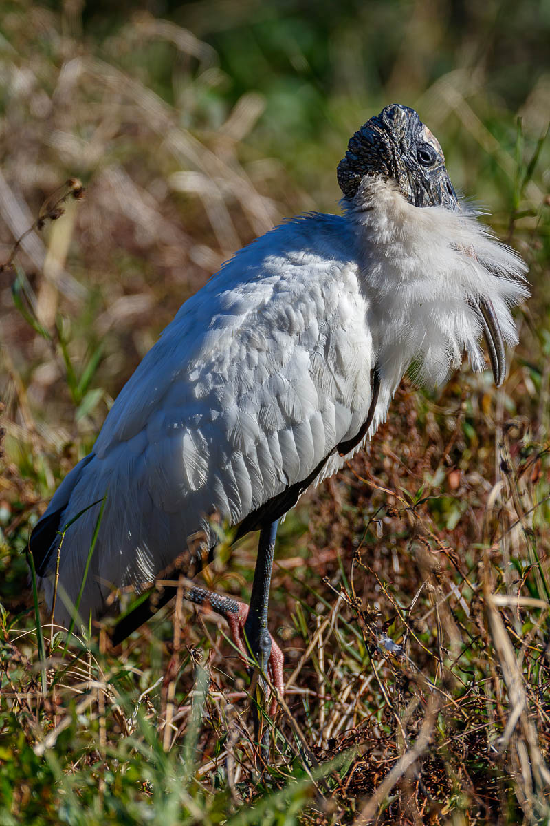 IMAGE: http://s152588970.onlinehome.us/PiCs/2020/Birding/Circle%20B%20Jan%2025/5C5A9741-Edit.jpg